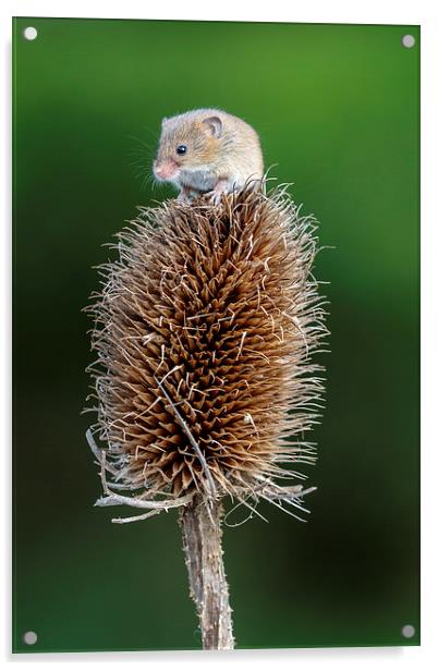 Harvest mouse  Acrylic by chris smith