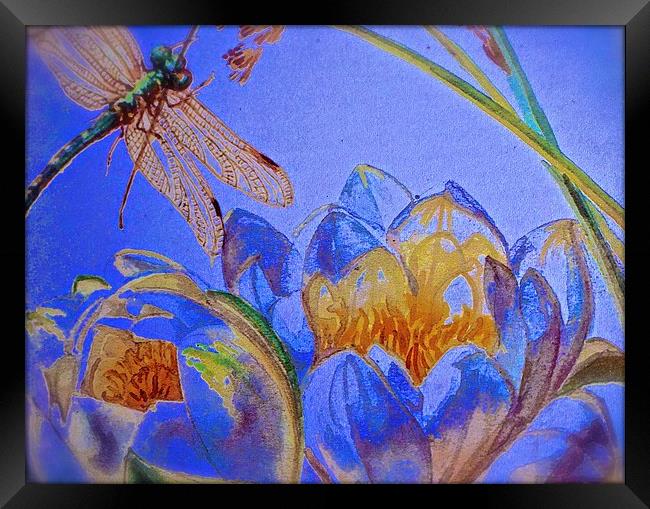  Drawing and Paint Effect of a Dragonfly and Water Framed Print by Sue Bottomley