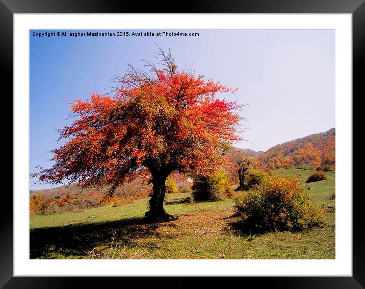 The beauties of Autumn in OLANG jungle13, Framed Mounted Print by Ali asghar Mazinanian