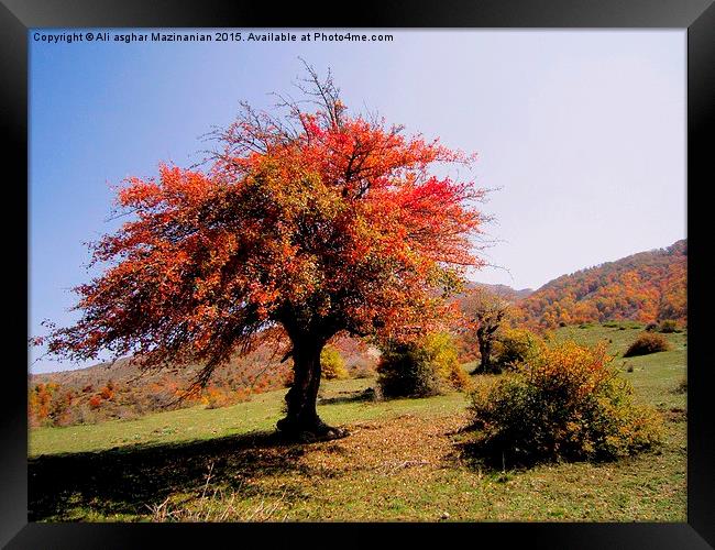 The beauties of Autumn in OLANG jungle13, Framed Print by Ali asghar Mazinanian