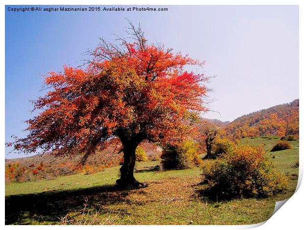 The beauties of Autumn in OLANG jungle13, Print by Ali asghar Mazinanian