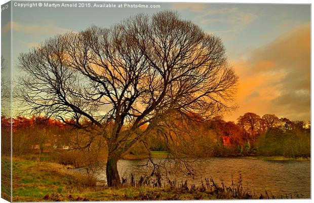  WinterTree on the River Tweed Canvas Print by Martyn Arnold
