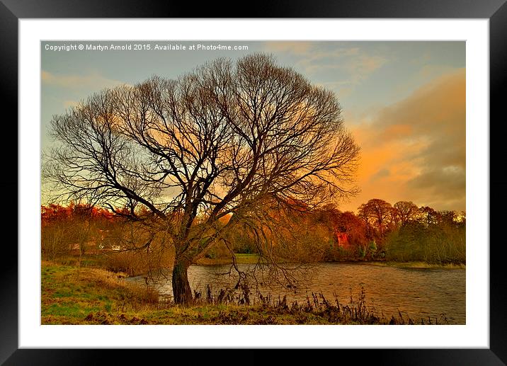  WinterTree on the River Tweed Framed Mounted Print by Martyn Arnold