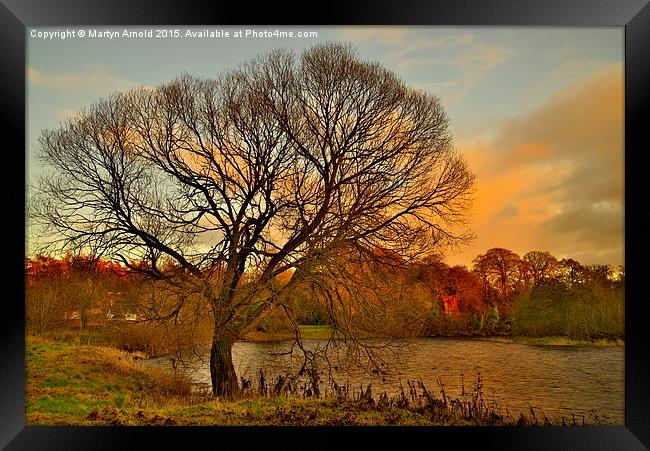  WinterTree on the River Tweed Framed Print by Martyn Arnold