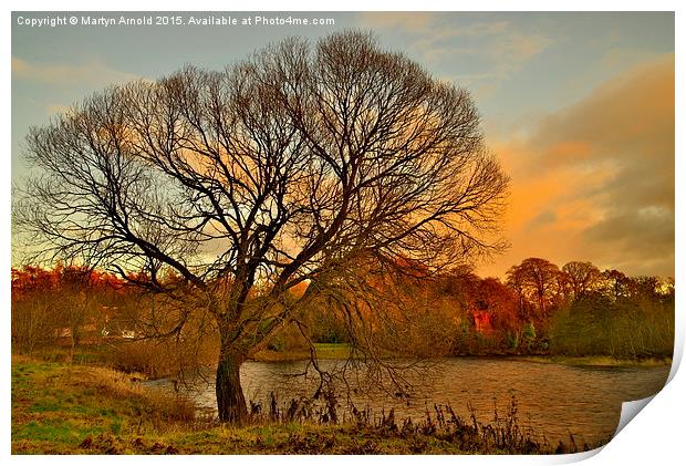  WinterTree on the River Tweed Print by Martyn Arnold