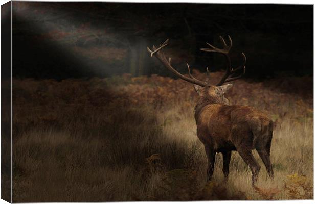  Sunlight Stag. Canvas Print by peter wyatt