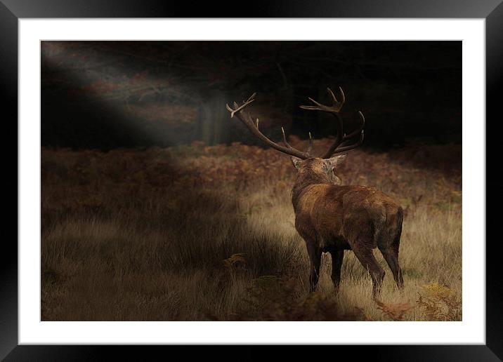  Sunlight Stag. Framed Mounted Print by peter wyatt