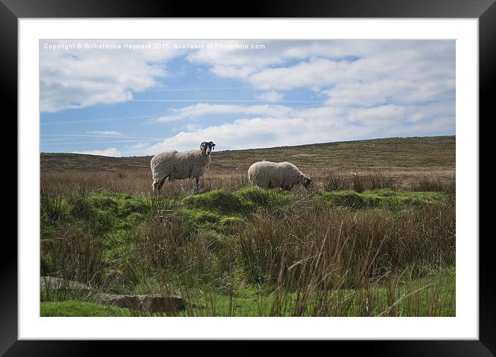  Sheep at Haworth Framed Mounted Print by Wilhelmina Hayward