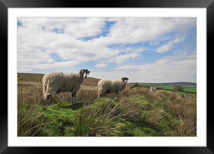  Sheep on a hillside  Framed Mounted Print by Wilhelmina Hayward