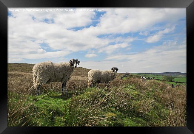  Sheep on a hillside  Framed Print by Wilhelmina Hayward