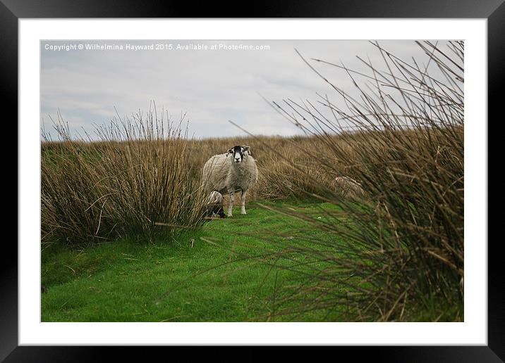 Sheep on a hillside hiding Framed Mounted Print by Wilhelmina Hayward