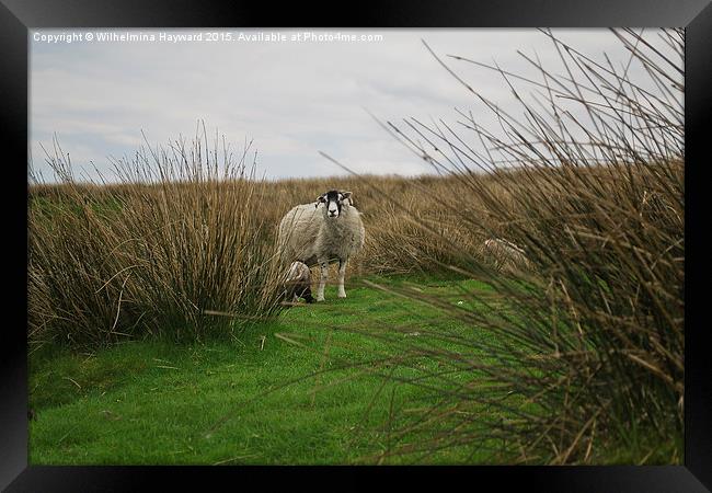  Sheep on a hillside hiding Framed Print by Wilhelmina Hayward