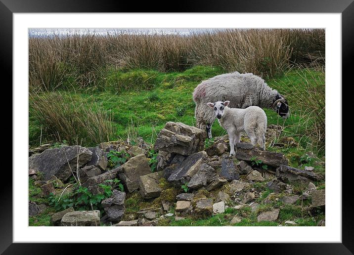  Sheep Among Ruins Framed Mounted Print by Wilhelmina Hayward