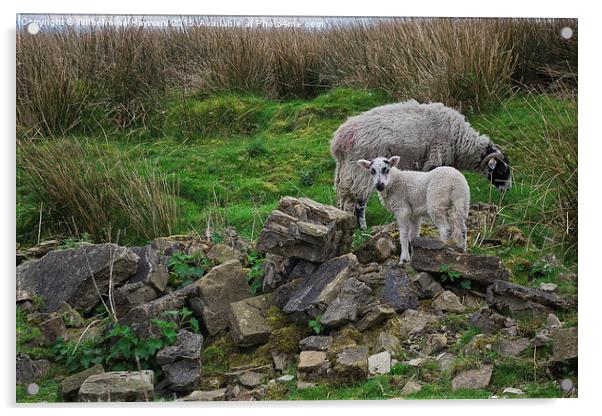  Sheep Among Ruins Acrylic by Wilhelmina Hayward