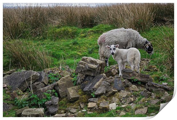  Sheep Among Ruins Print by Wilhelmina Hayward