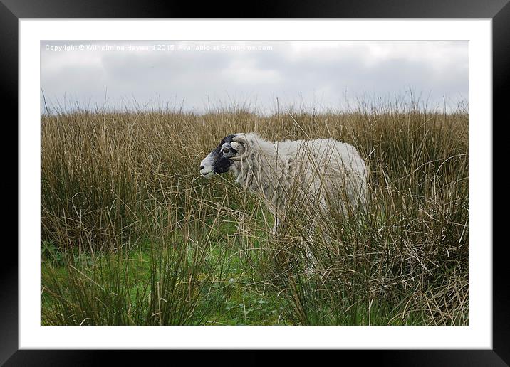  Sheep Hiding on the Hillside Framed Mounted Print by Wilhelmina Hayward