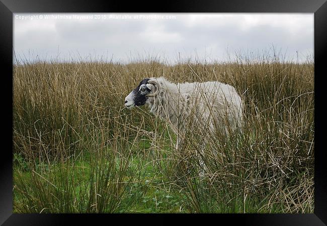  Sheep Hiding on the Hillside Framed Print by Wilhelmina Hayward