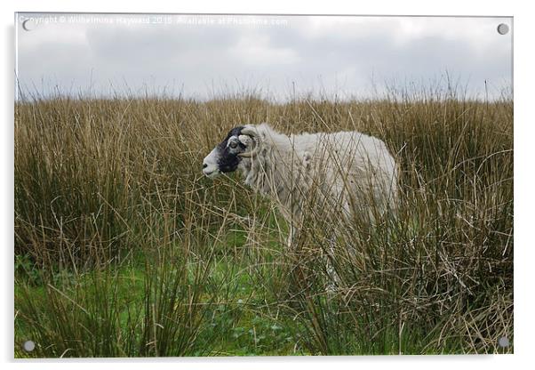  Sheep Hiding on the Hillside Acrylic by Wilhelmina Hayward