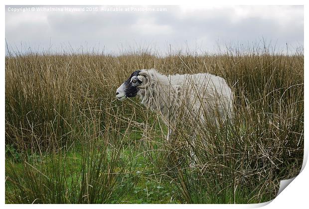  Sheep Hiding on the Hillside Print by Wilhelmina Hayward