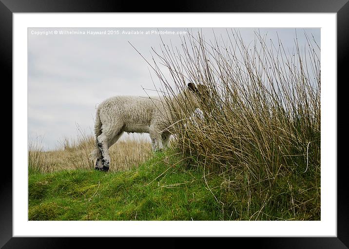  Little Lamb Hiding on the Hillside Framed Mounted Print by Wilhelmina Hayward