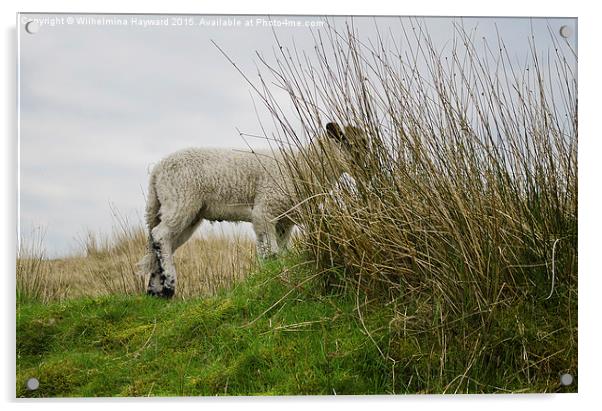  Little Lamb Hiding on the Hillside Acrylic by Wilhelmina Hayward