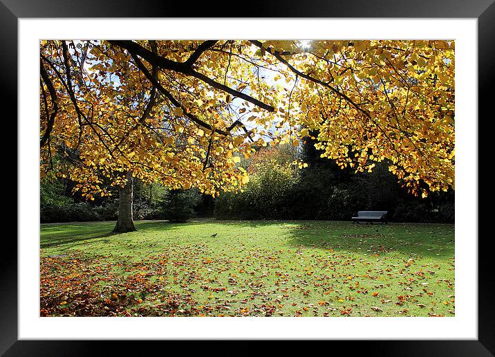  Greenwich Park in the Autumn Sunlight Framed Mounted Print by Rebecca Giles