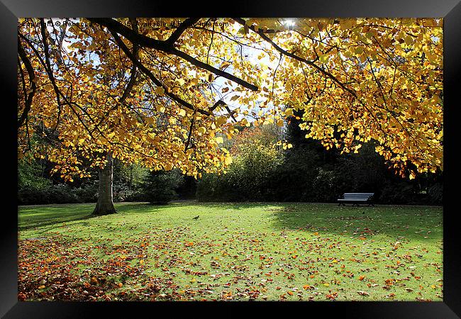  Greenwich Park in the Autumn Sunlight Framed Print by Rebecca Giles