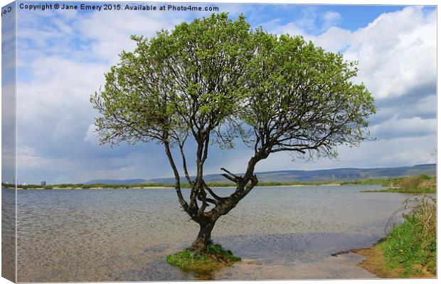  Water Logged Tree at Kenfig Hill Canvas Print by Jane Emery
