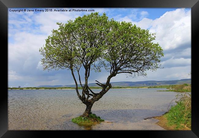  Water Logged Tree at Kenfig Hill Framed Print by Jane Emery