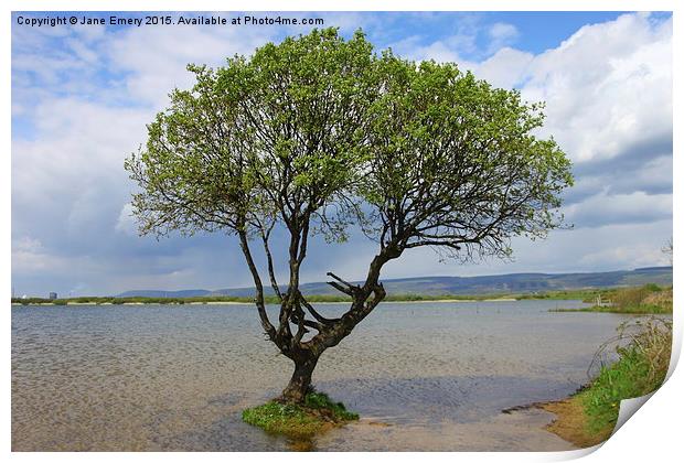  Water Logged Tree at Kenfig Hill Print by Jane Emery