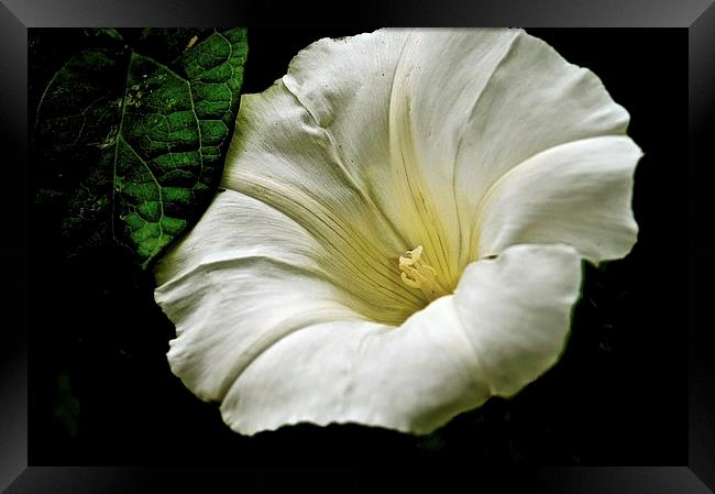 The Morning Glory Flower  Framed Print by Sue Bottomley