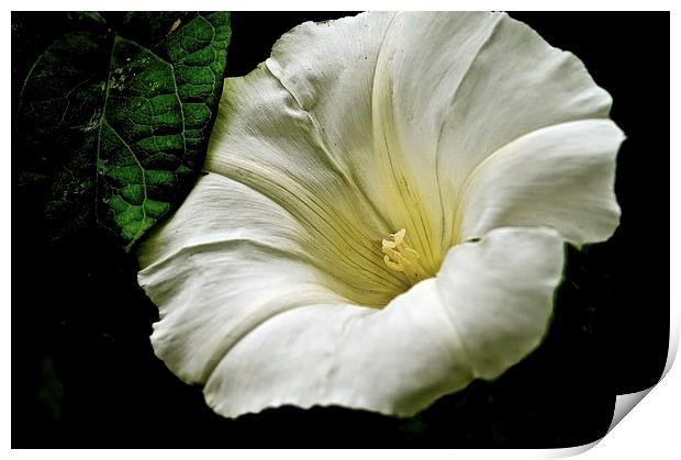 The Morning Glory Flower  Print by Sue Bottomley