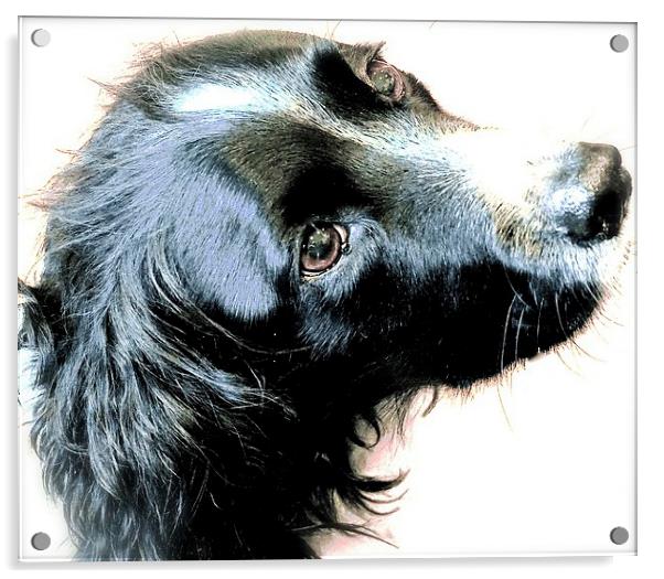The English Springer Spaniel Dog Acrylic by Sue Bottomley