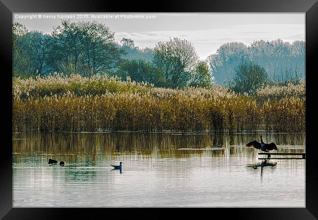  The Wetlands Framed Print by henry harrison