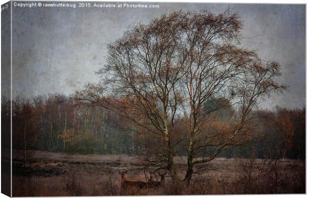 Red Deer Under The Tree Canvas Print by rawshutterbug 