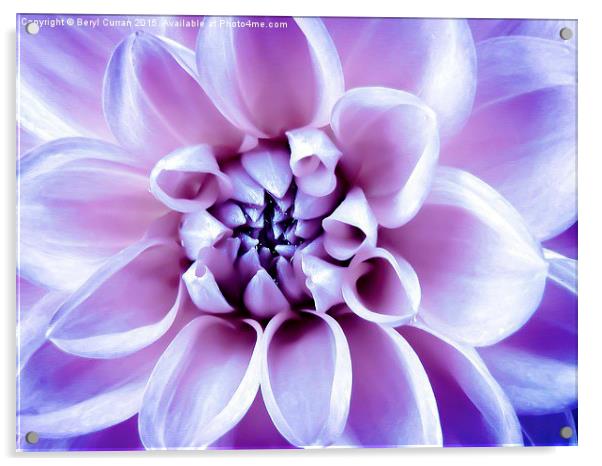 Radiant Dahlia Blossom Acrylic by Beryl Curran