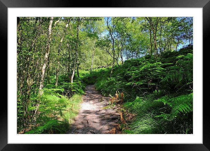  Dunwich Heath Woodlands Framed Mounted Print by Diana Mower