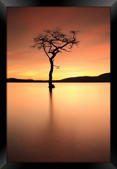 Lone Tree Afterglow Framed Print by Grant Glendinning