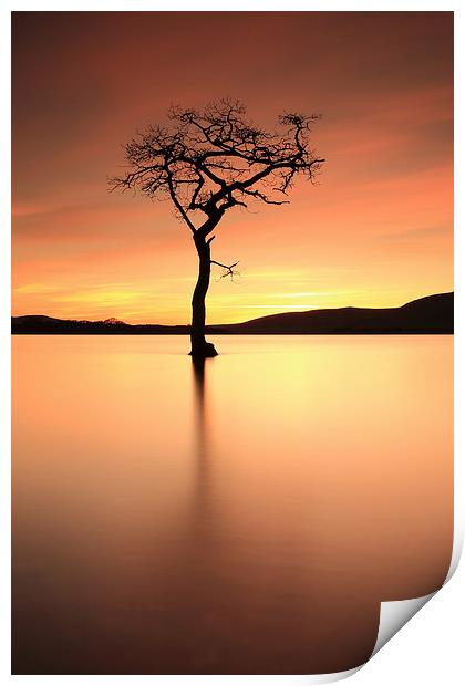  Lone Tree Afterglow Print by Grant Glendinning