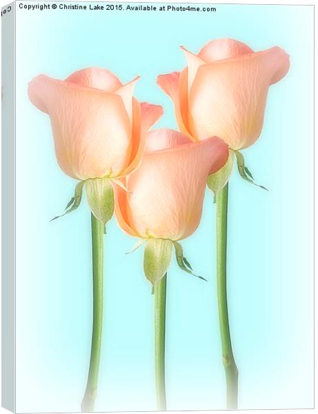  Simply Roses Canvas Print by Christine Lake