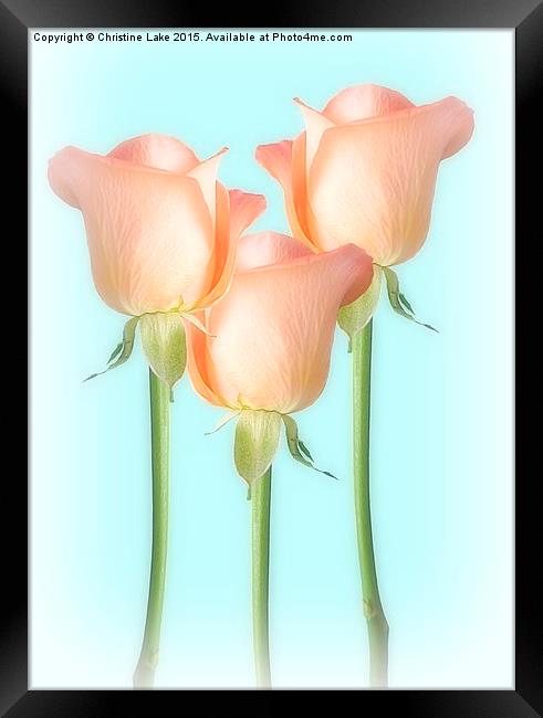  Simply Roses Framed Print by Christine Lake