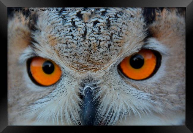  Eurasian Eagle Owl Framed Print by Jamie Dumbleton