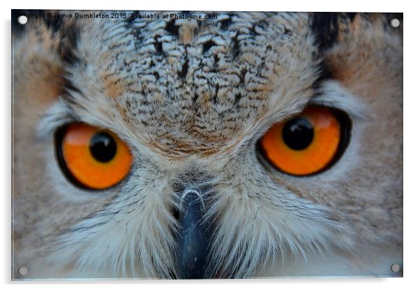  Eurasian Eagle Owl Acrylic by Jamie Dumbleton