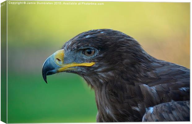  Russian Steppe Eagle.  Canvas Print by Jamie Dumbleton