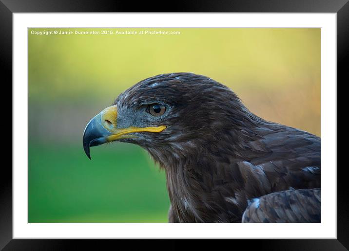  Russian Steppe Eagle.  Framed Mounted Print by Jamie Dumbleton