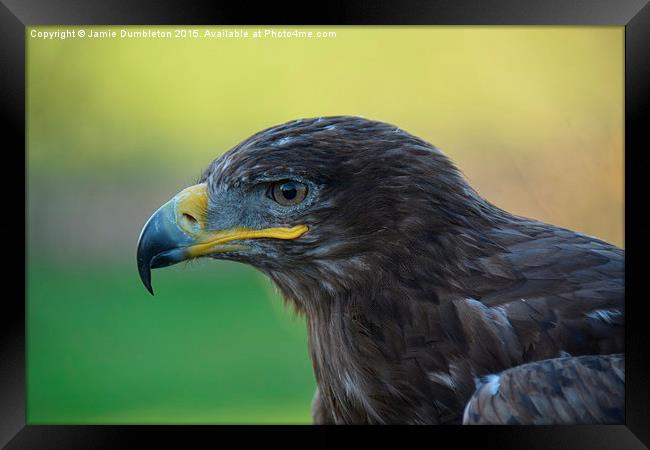  Russian Steppe Eagle.  Framed Print by Jamie Dumbleton