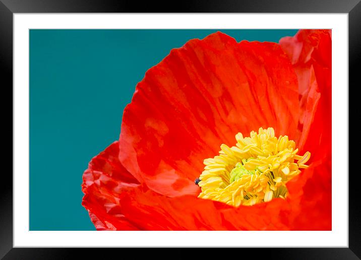 Poppy  Framed Mounted Print by chris smith