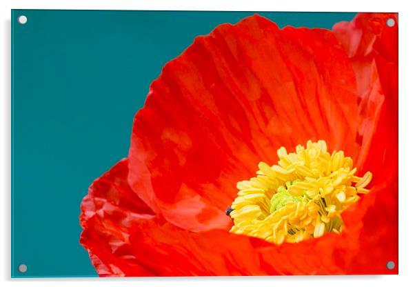 Poppy  Acrylic by chris smith