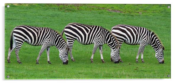 zebra  Acrylic by chris smith