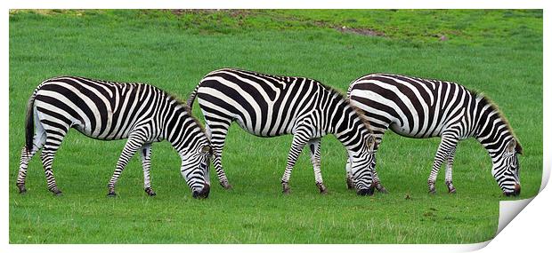 zebra  Print by chris smith